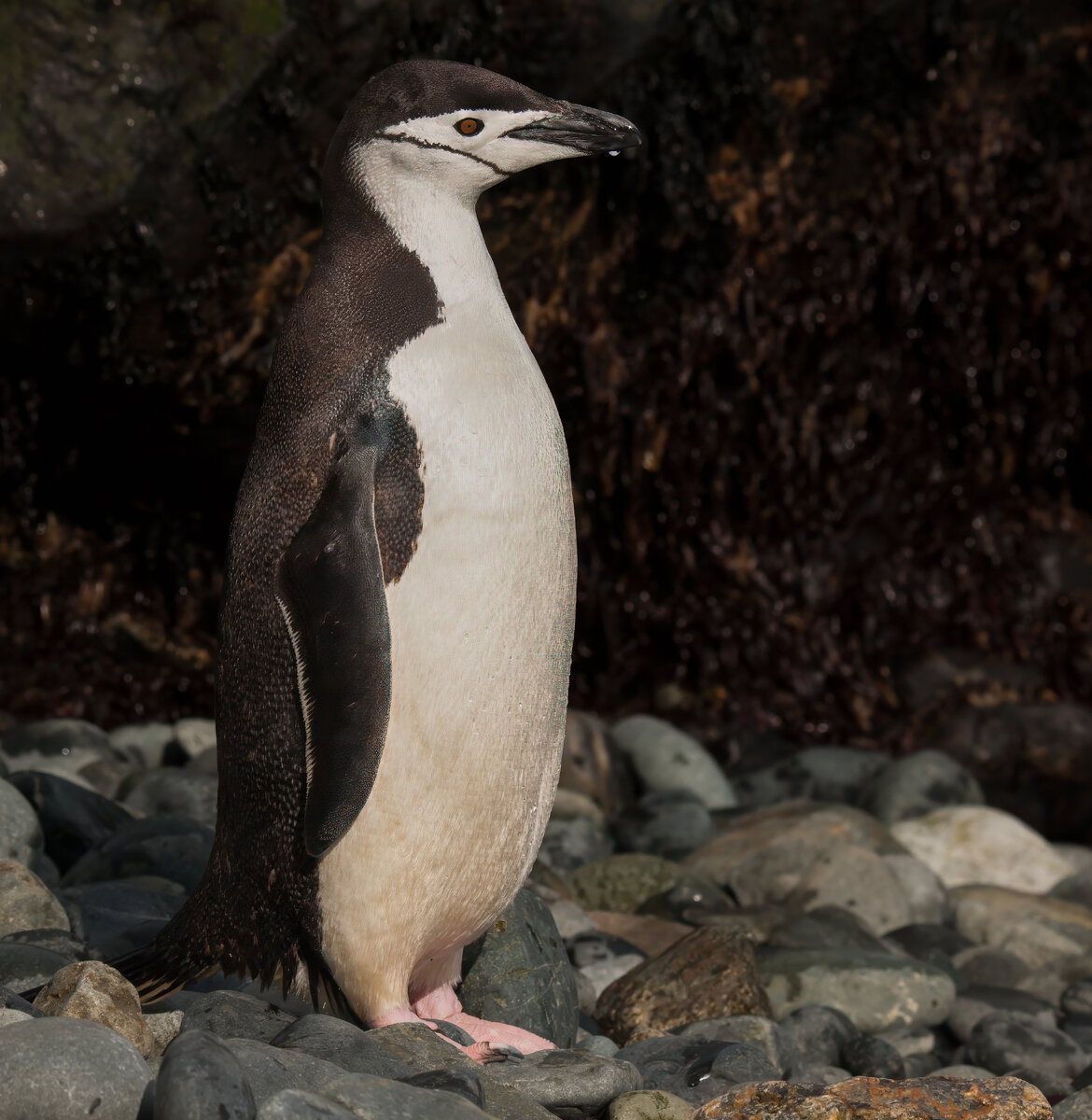 Chinstrap penguin portrait.jpg