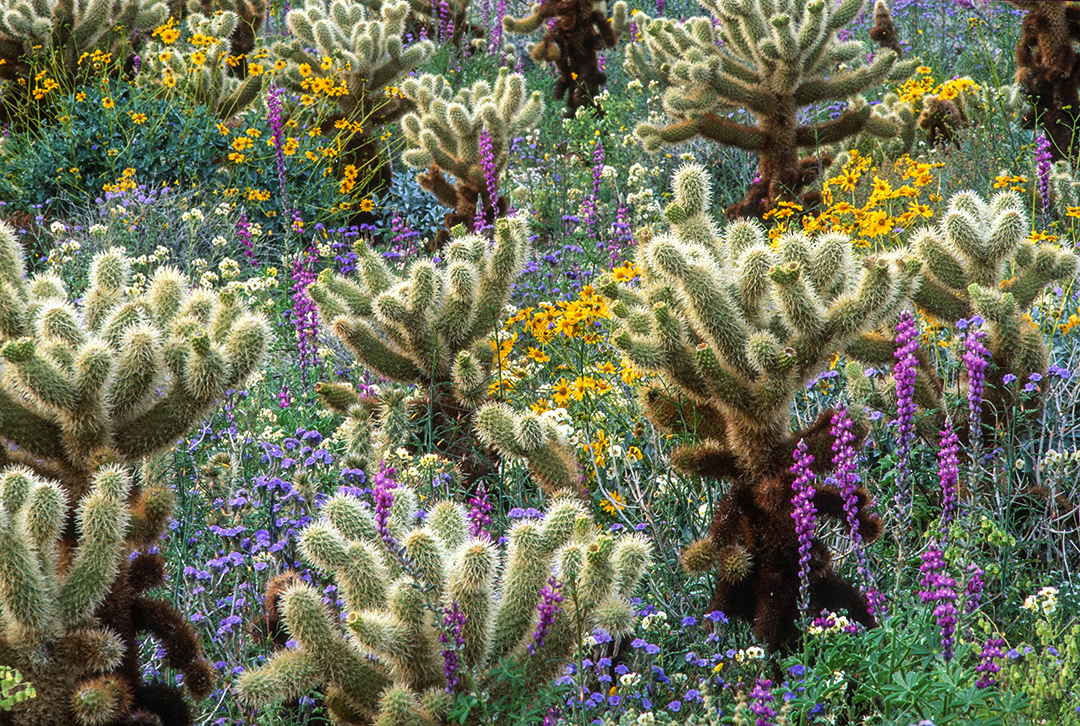 Cholla Cacti.jpg