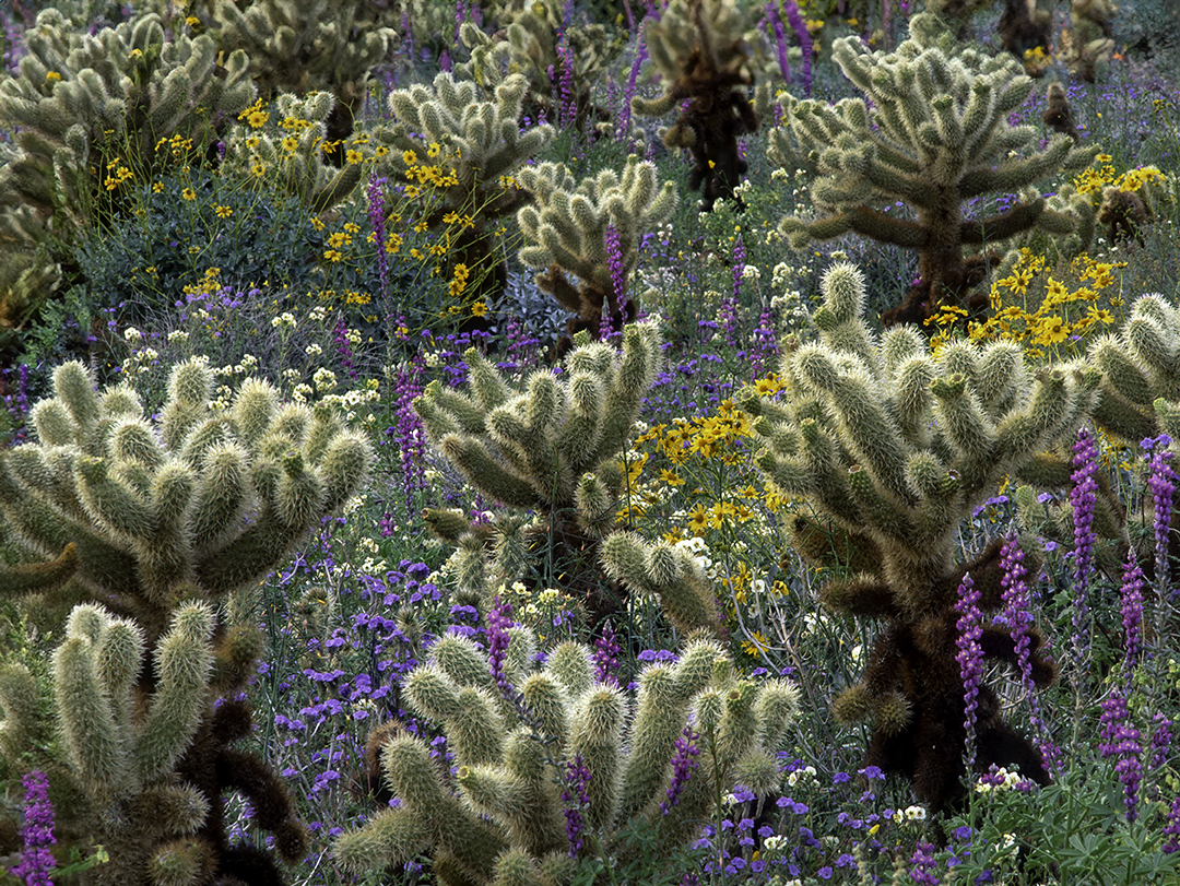 Cholla Cactus Garden.jpg