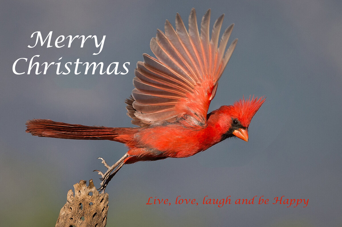 Christmas Card Cardinal.jpg