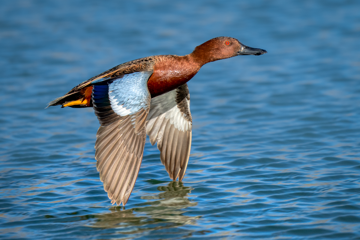 Cinnamon teal-01926-Edit.png