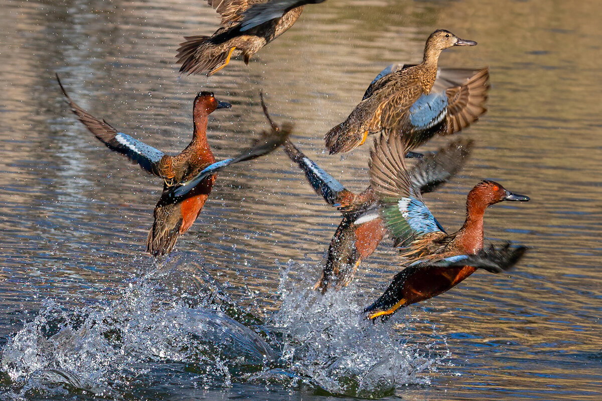 Cinnamon teal-0747-Edit.jpg