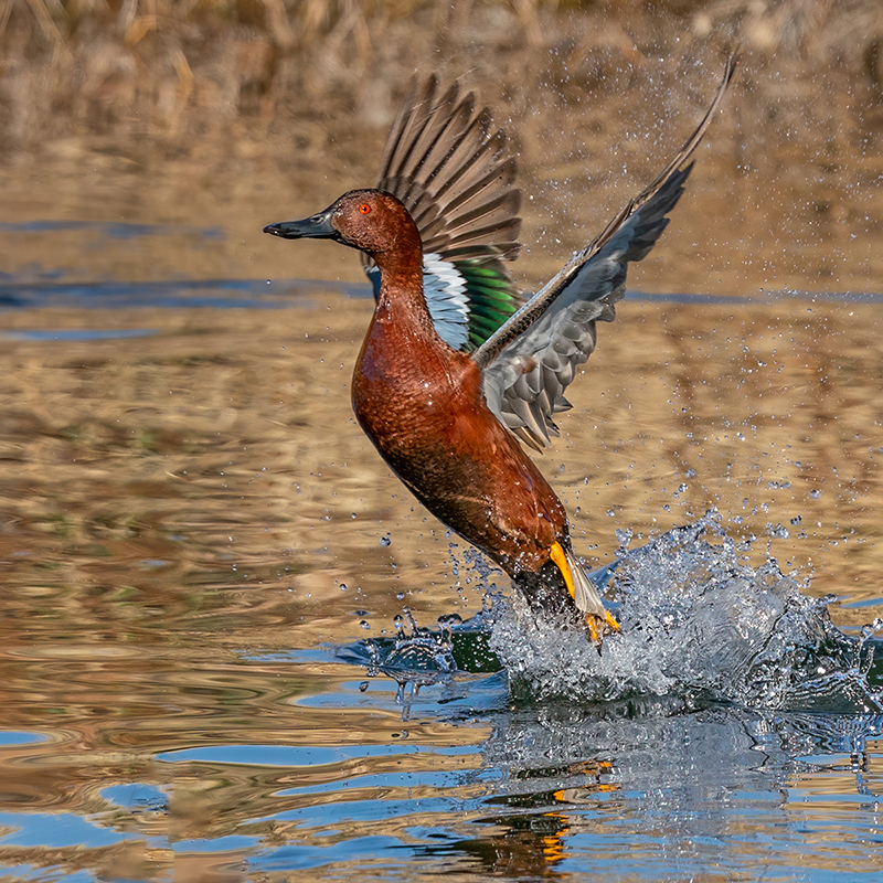Cinnamon Teal-1243-Edit.jpg