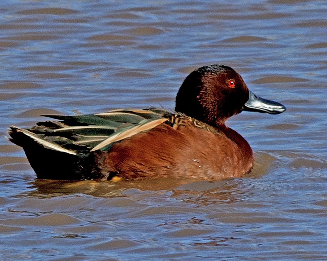 Cinnamon Teal.jpg