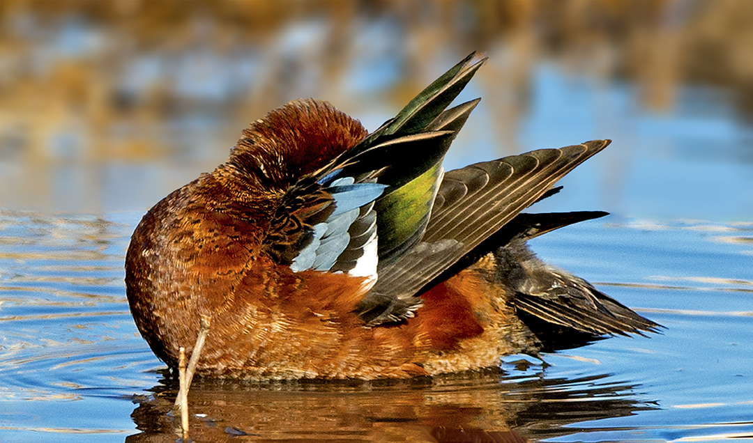 Cinnamon Teal preening V.jpg