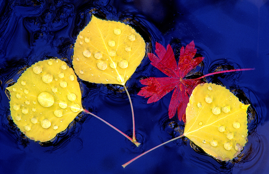 cinquefoil & aspen leaves I.jpg