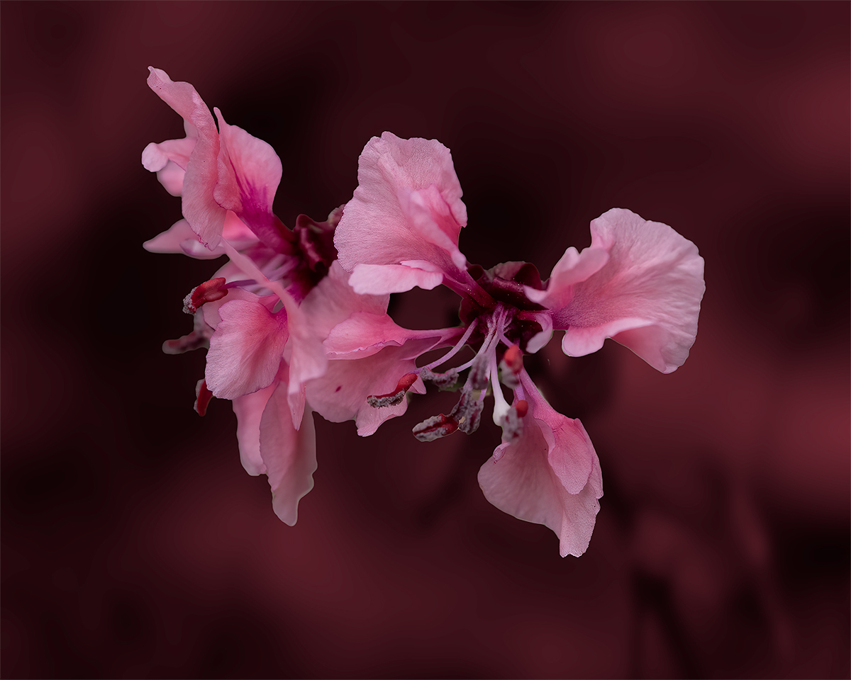 Clarkia-UnguiculataNoiseSharpBlurColorizeCrop.jpg