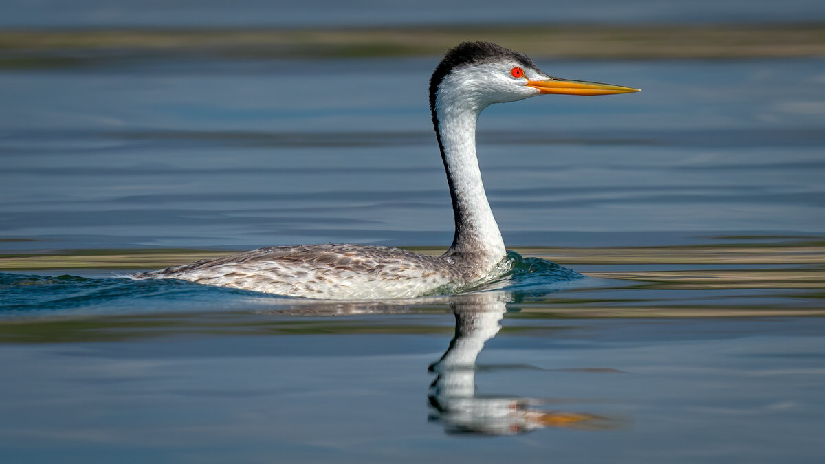 Clark's grebe-1606-Edit.jpg