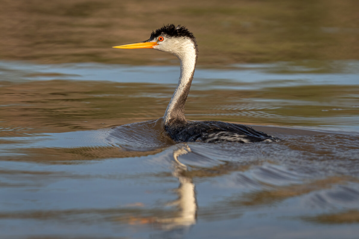 Clark's grebe 4649-Edit.jpg