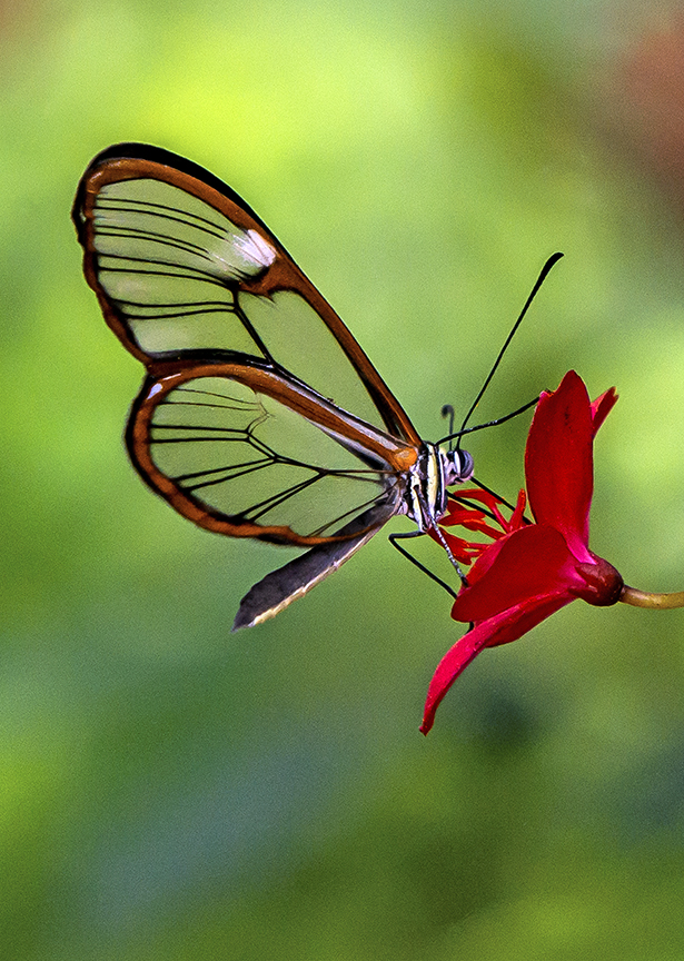Clearwing (1 of 1).jpg