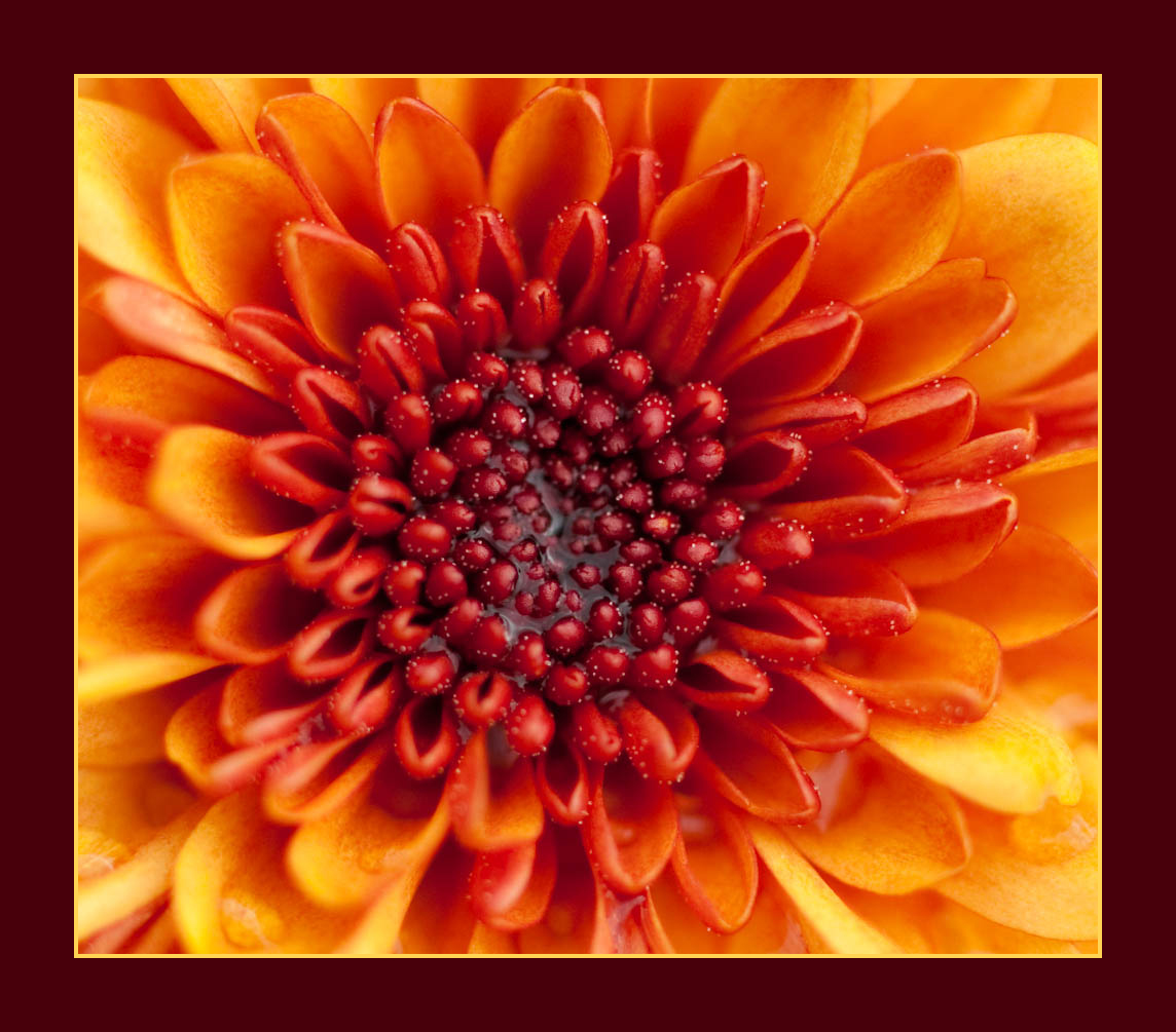 Clematis Closeup.jpg