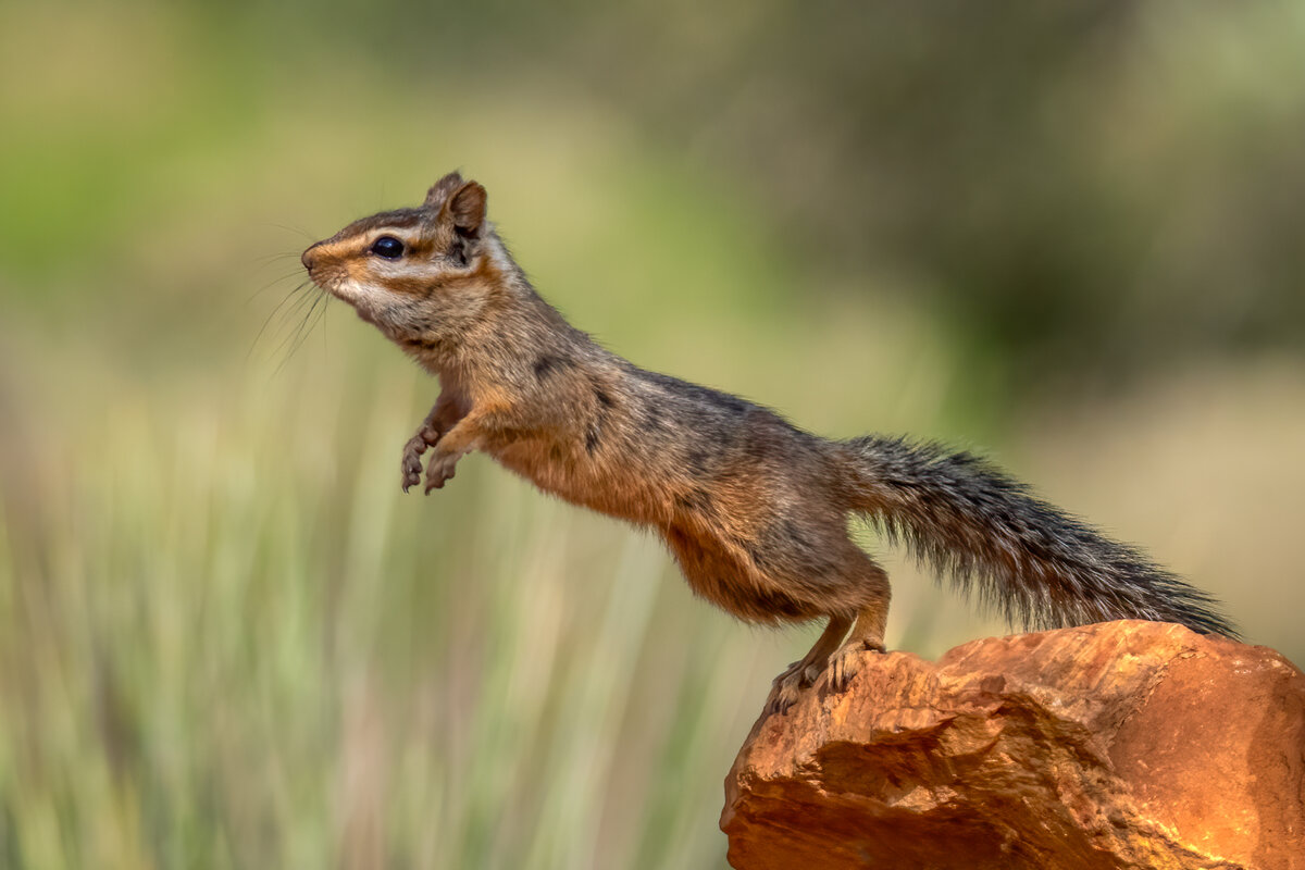 Cliff chipmunk-.jpg