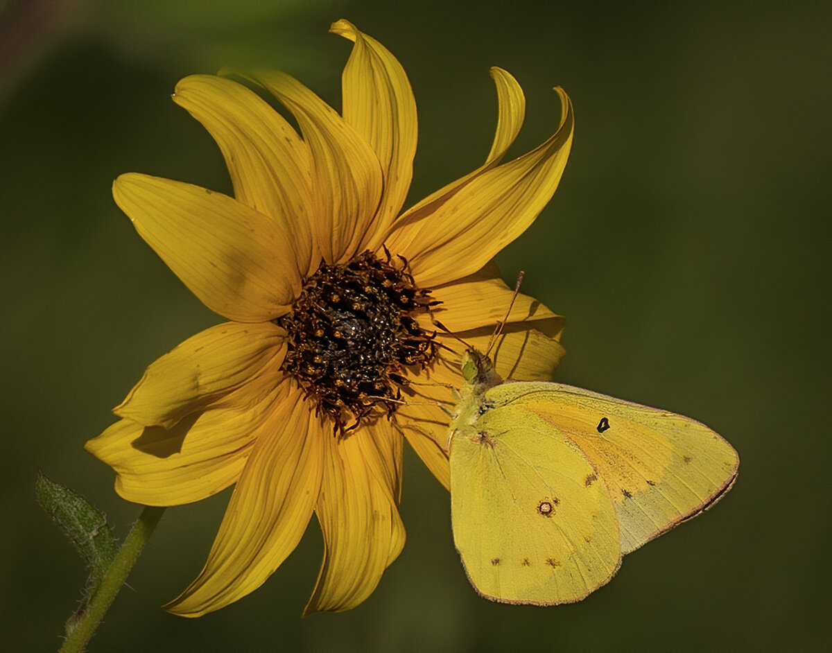 Clouded Sulphur-4092-Edit.jpg