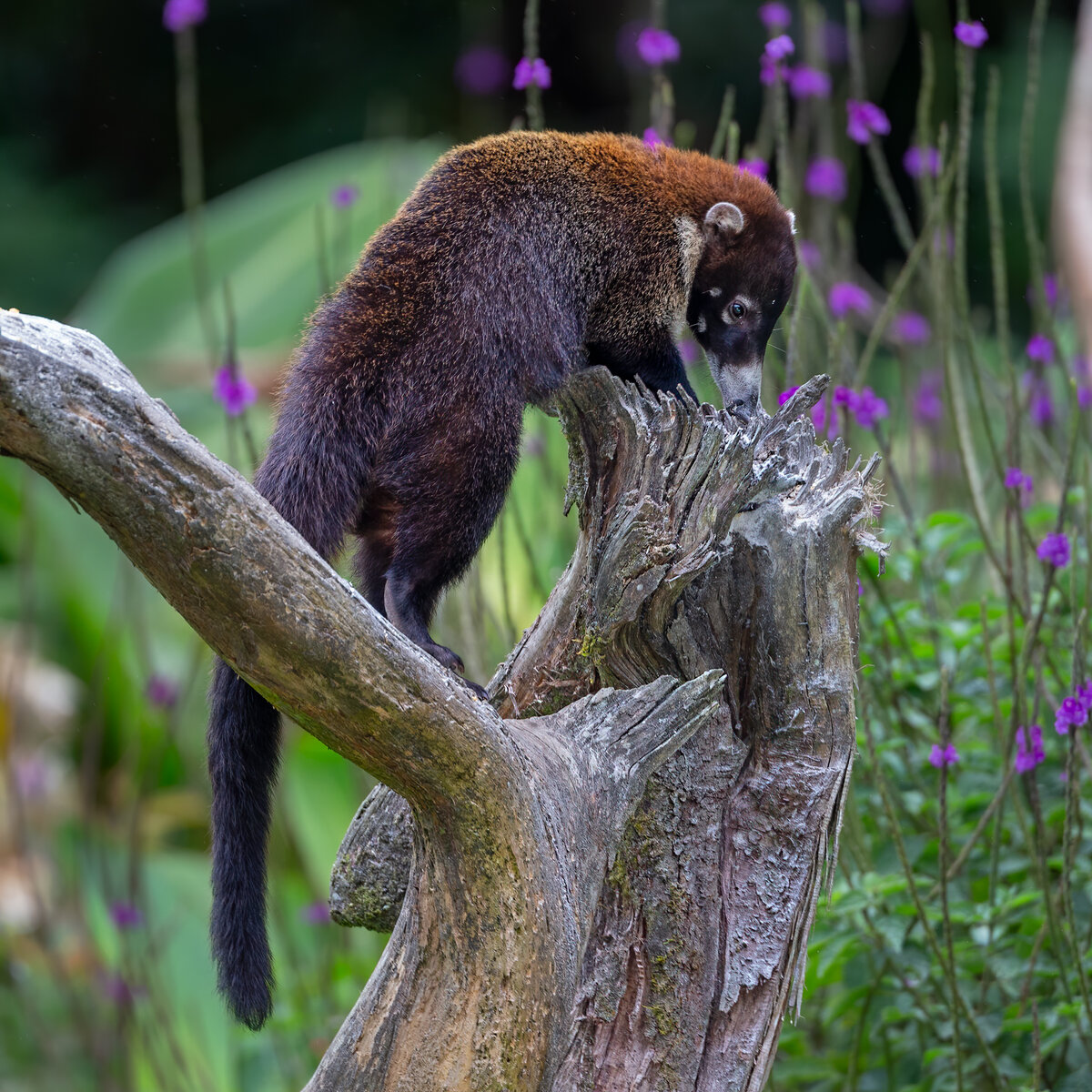 Coati-722-Edit.jpg