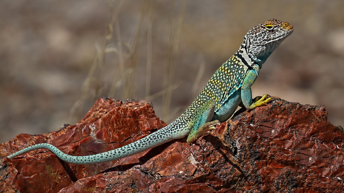 Collared Lizard Arizona-98-Edit.jpg