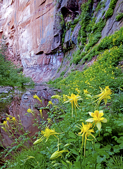 color corrected columbine II.jpg