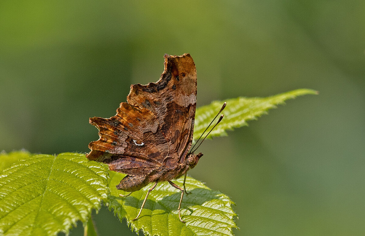 Comma underside.jpg