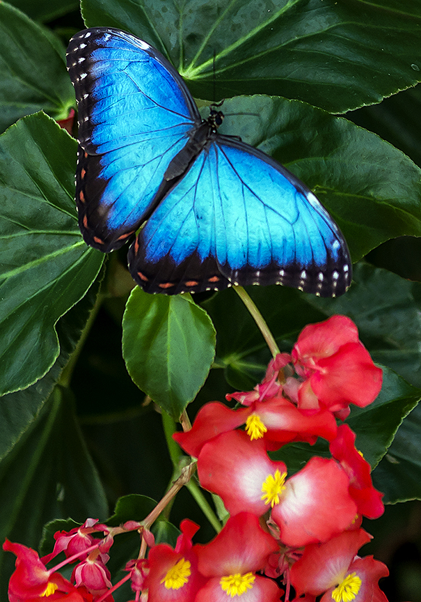 Common Blue Morpho (1 of 1).jpg