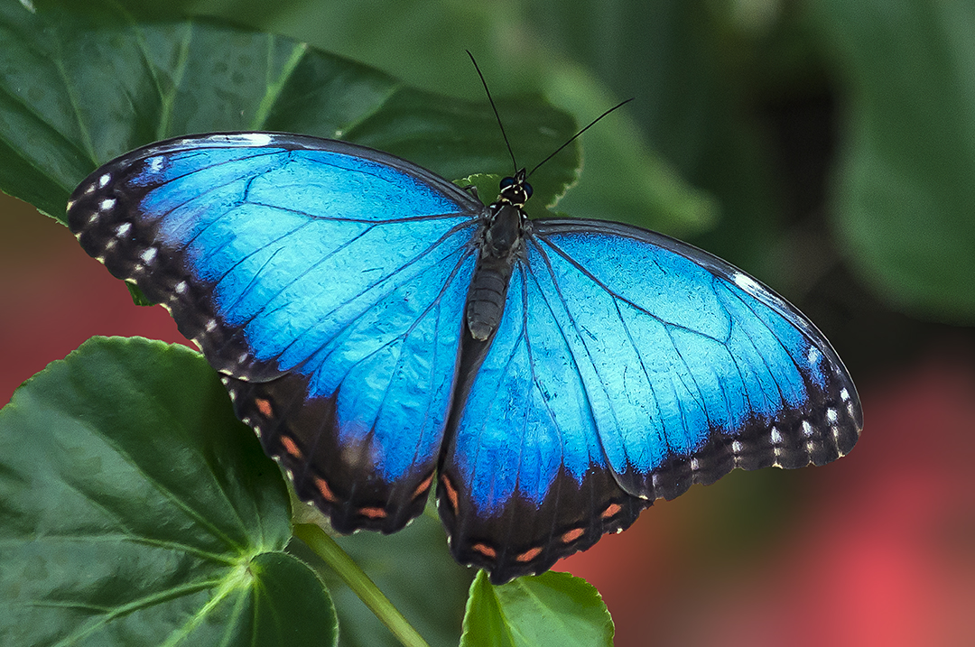 Common Blue Morpho III.jpg