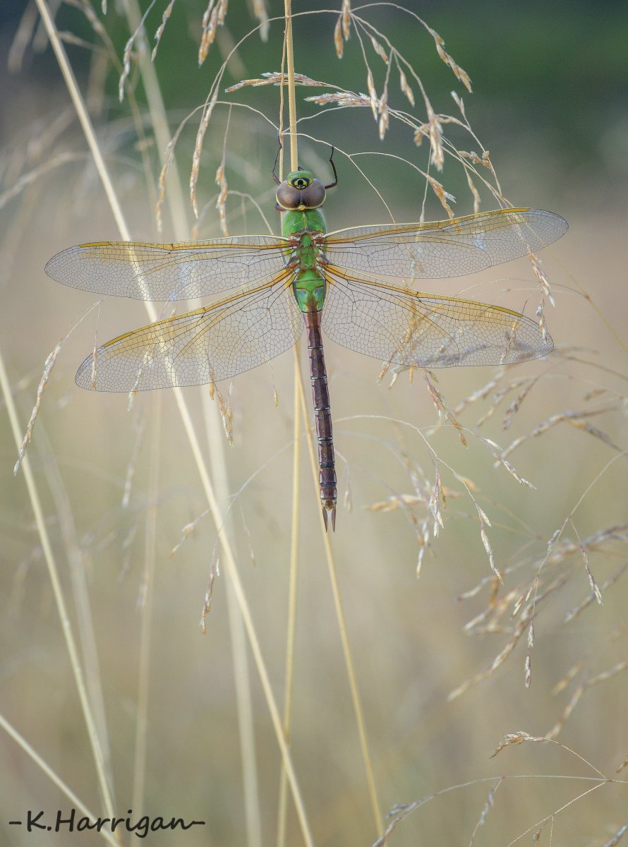 Common Green Darner.jpg