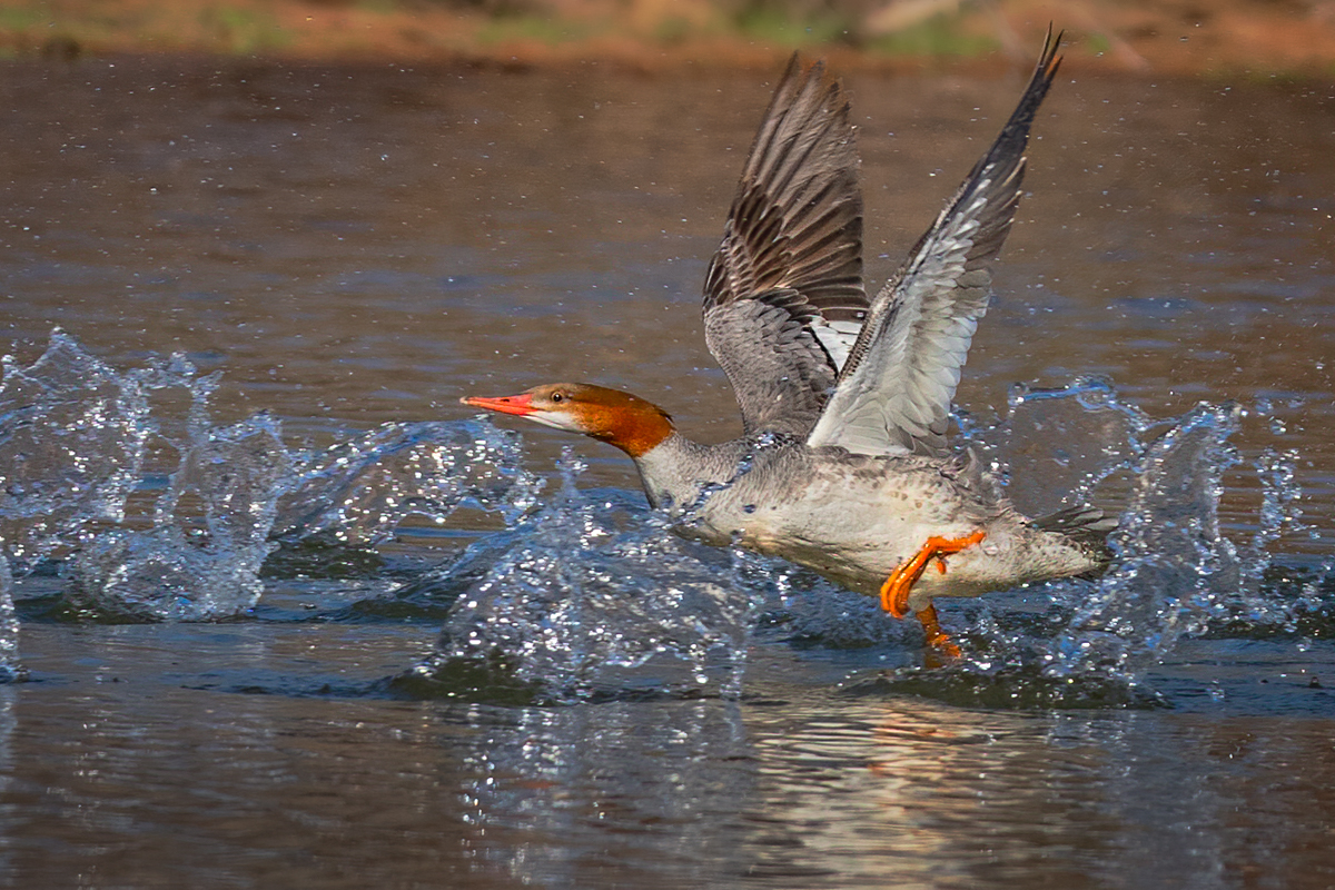 Common merganser-5611-Edit.jpg
