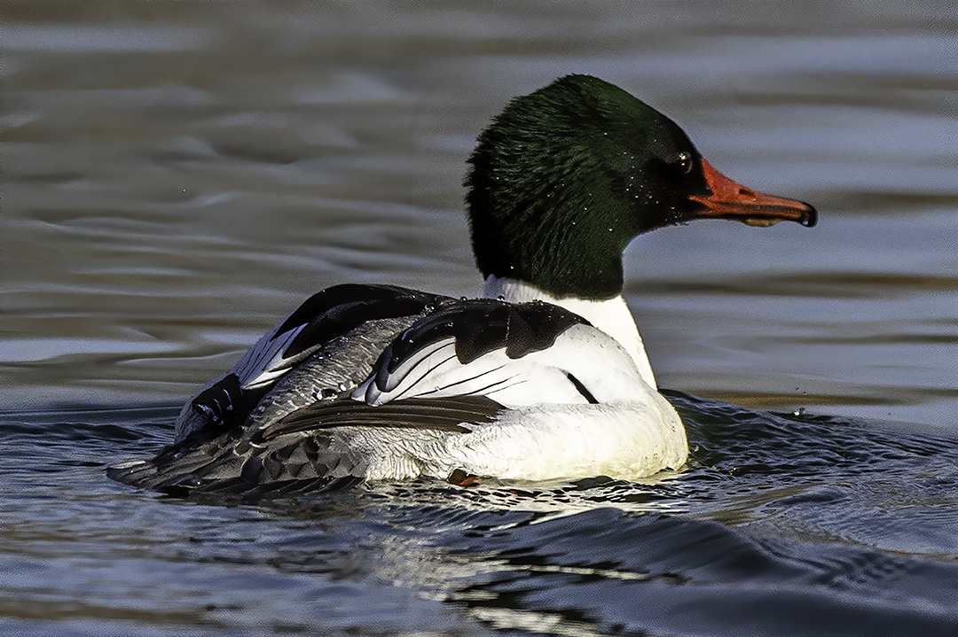 Common Merganser.jpg