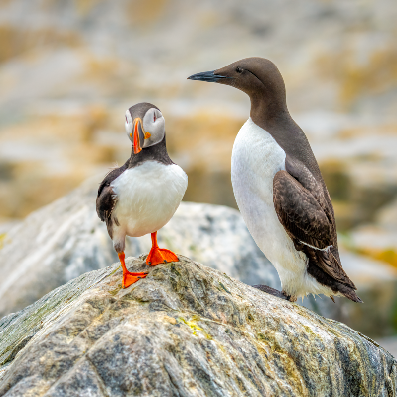 Common murre-05804-Edit.png