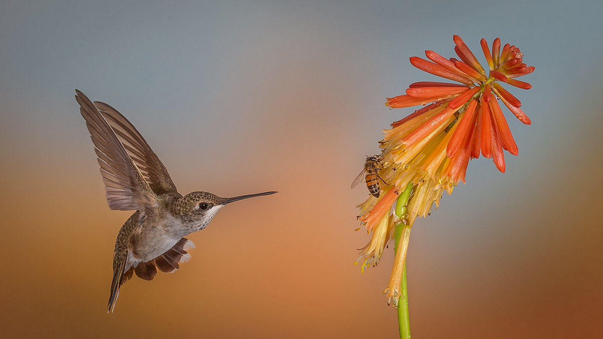 Competing for nectar-3838.jpg