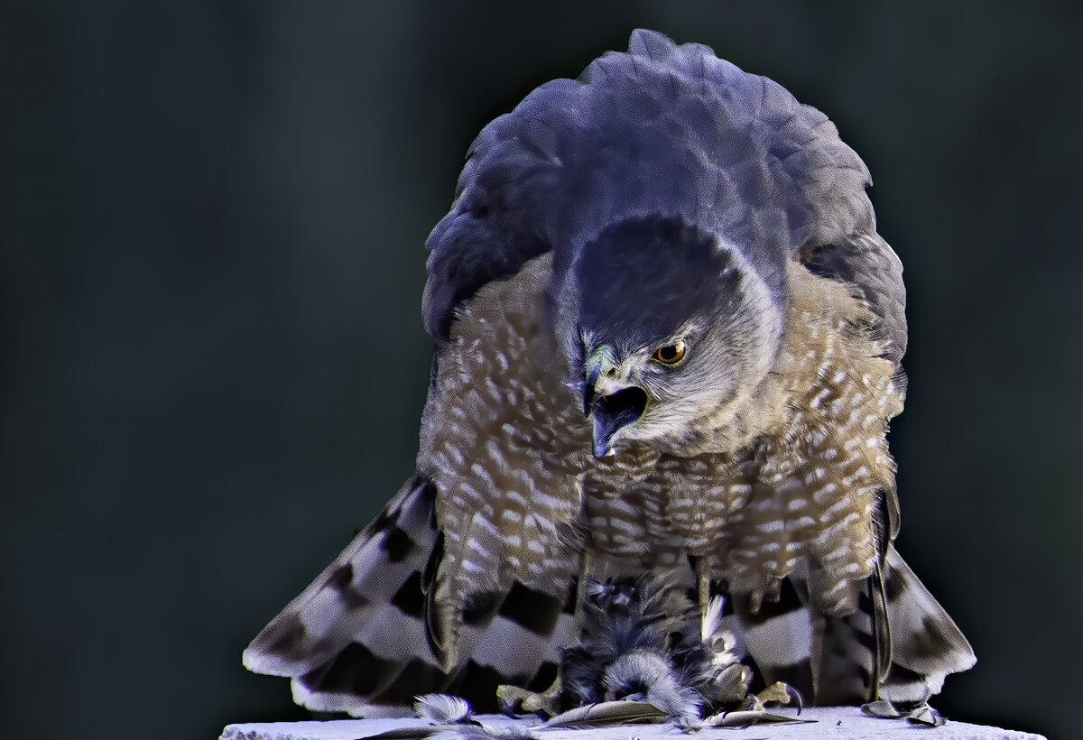 Coopeer's Hawk eating V.jpg