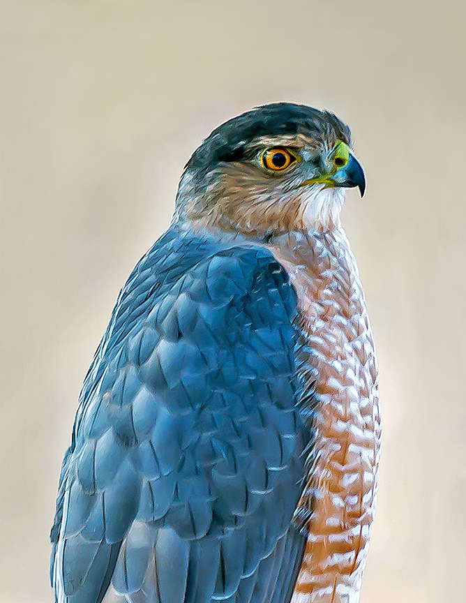 Coopers Hawk (1 of 1).jpg