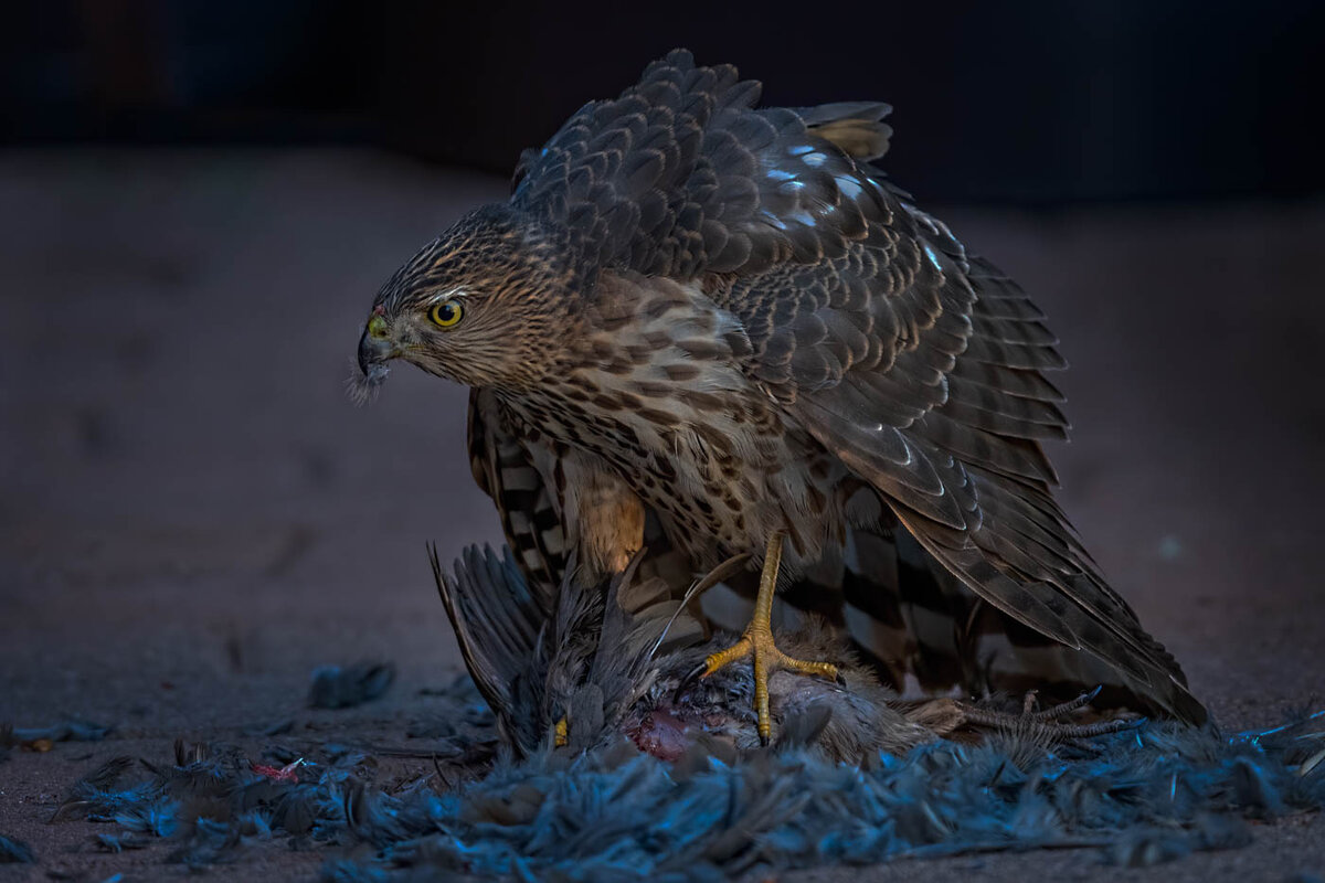 Cooper's hawk-2951-Edit.JPG