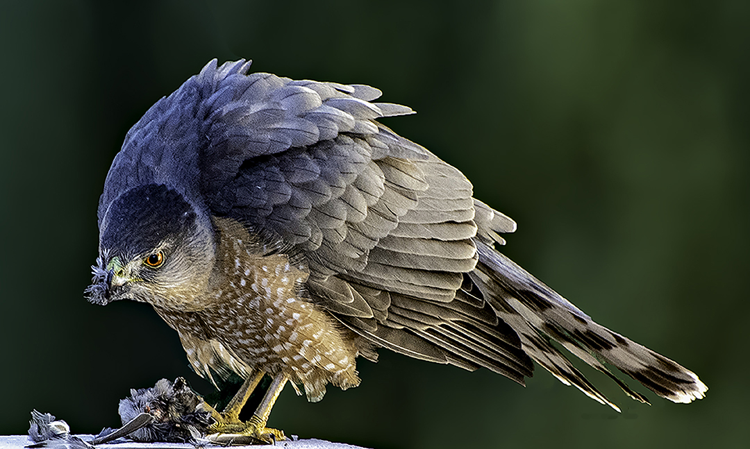 Cooper's Hawk eating III-Edit.jpg