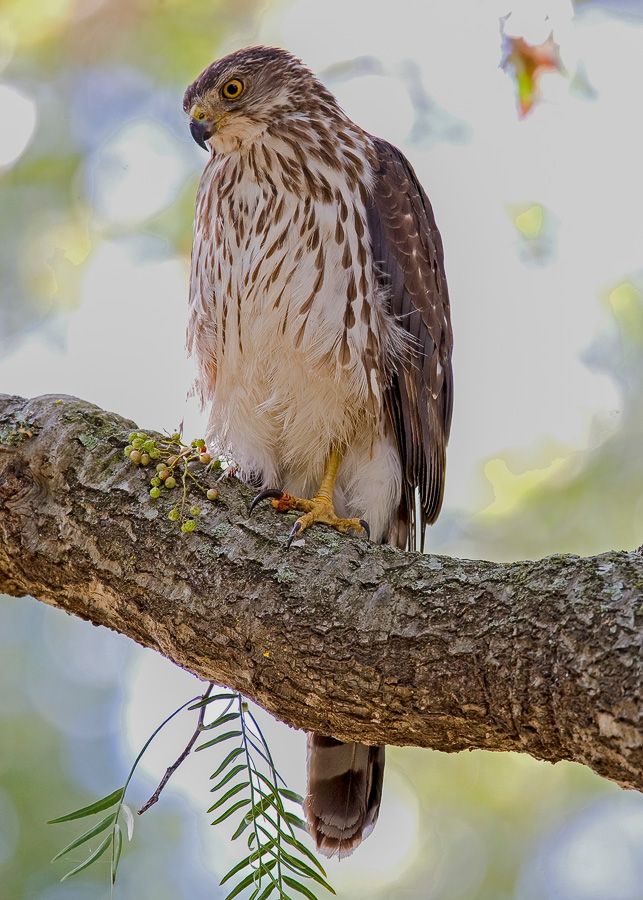 Cooper's juvenile FW.jpg