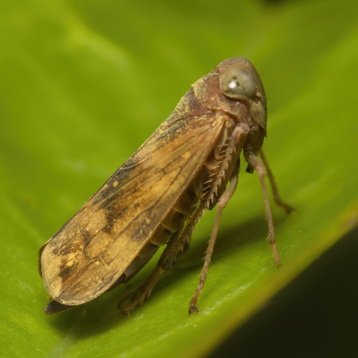 Coppery Leafhopper Jikradia olitoria.jpg