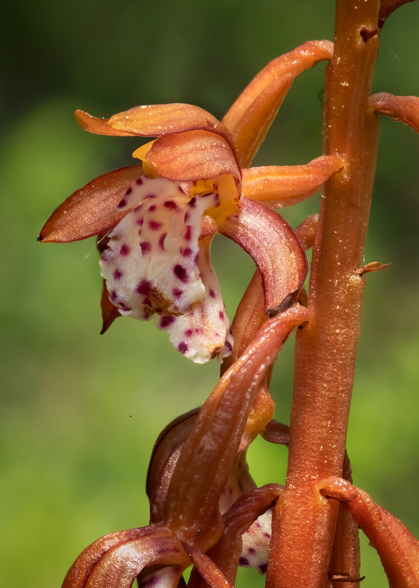 Coral-Root-ZS-NoiseSharpCropNik.jpg