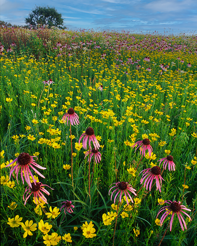 coreopsis and condflowers 2.jpg