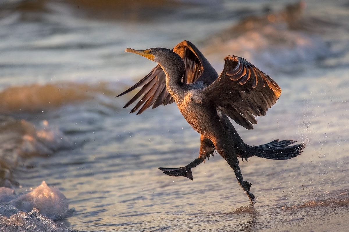 cormorant-running-to-water.jpg-nggid03923-ngg0dyn-1200x800x100-00f0w010c010r110f110r010t010.jpg