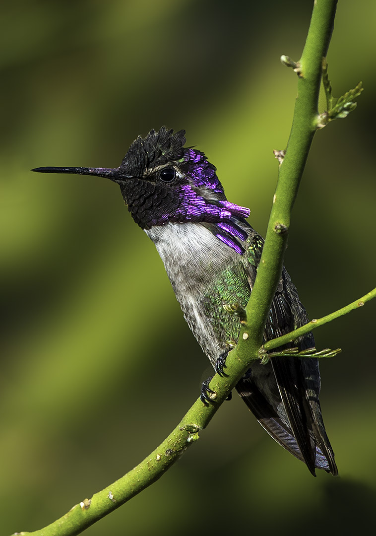 Costa's Hummingbird III.jpg