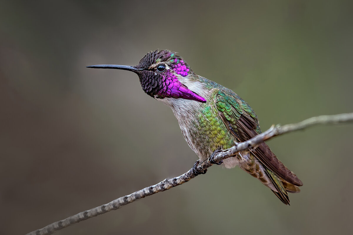 Costa's Hummingbird.jpg