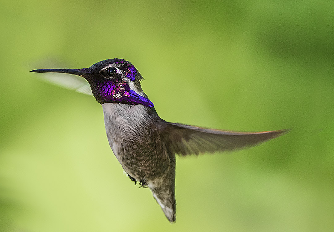 Costas Hummingbird.jpg