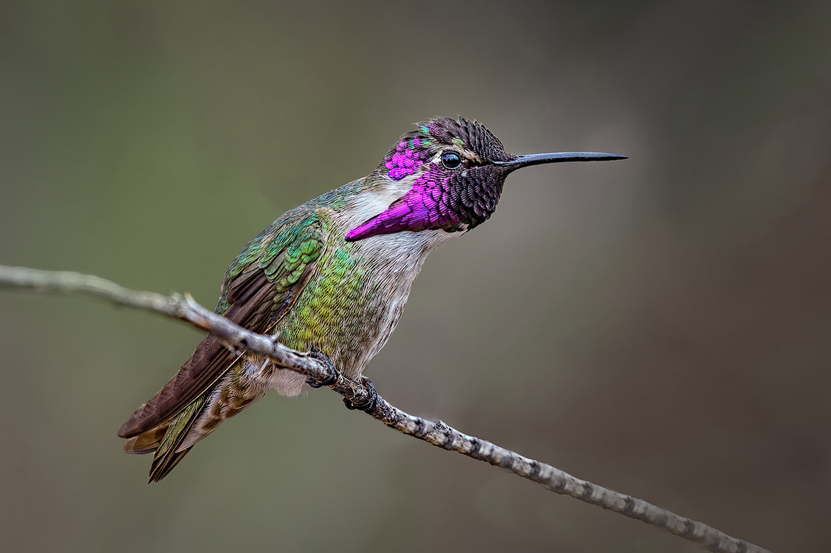 Costa's Hummingbird.jpg