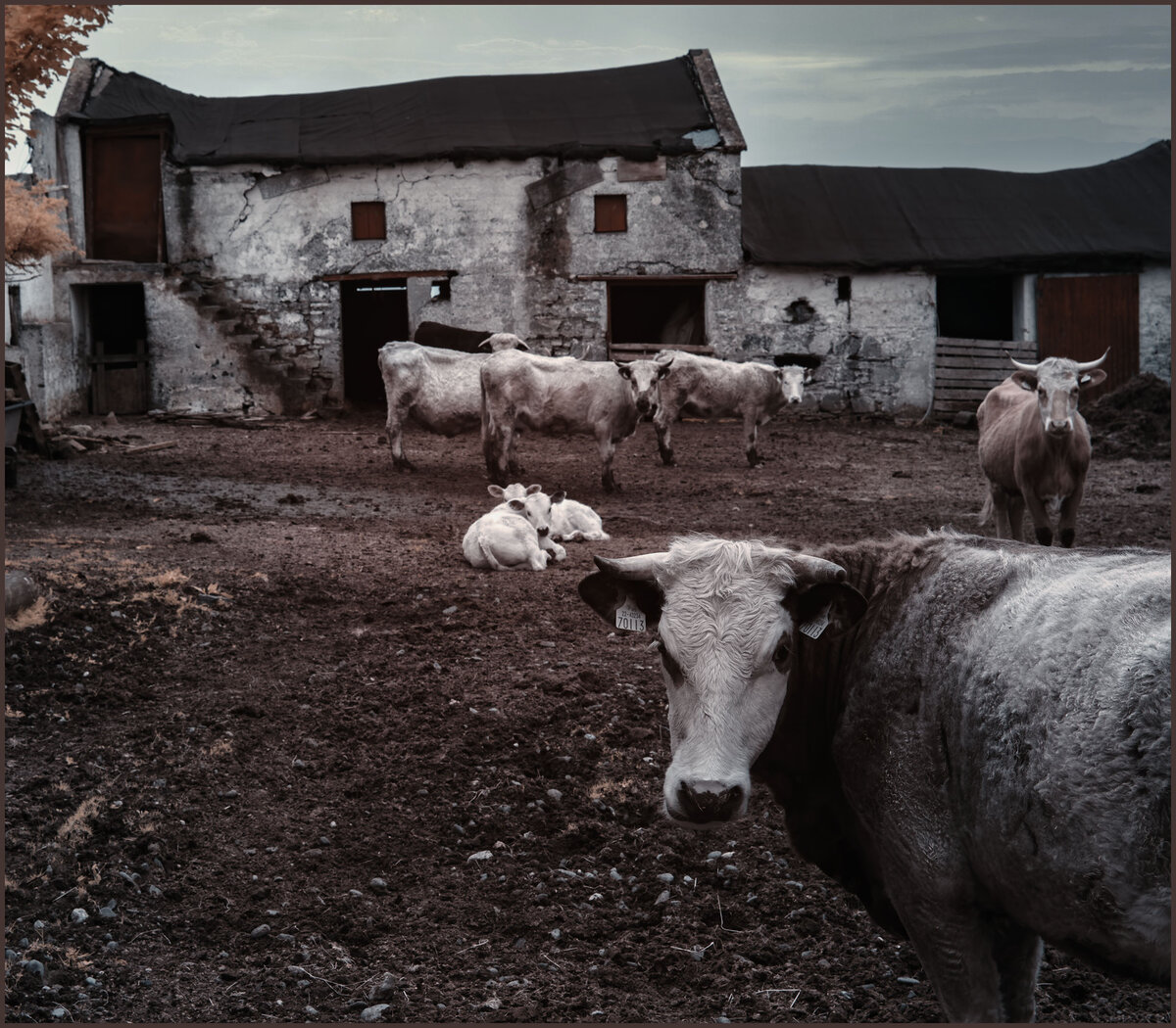 cows.jpg