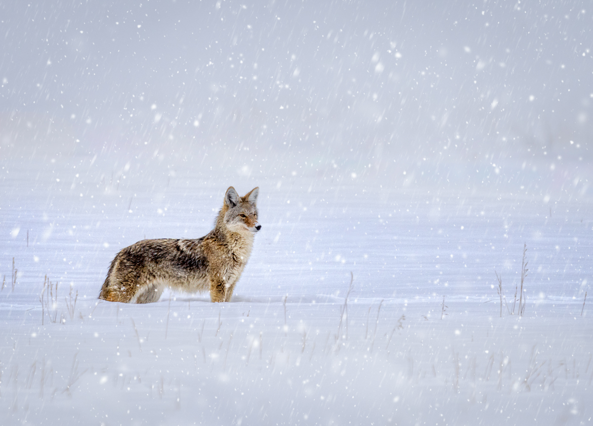 Coyote-01242-Edit.jpg