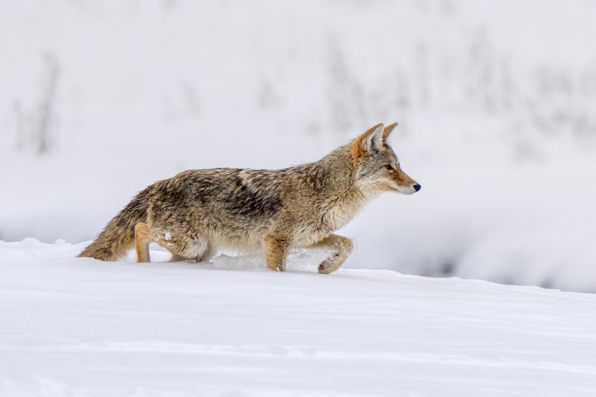 Coyote-01265-Edit.jpg