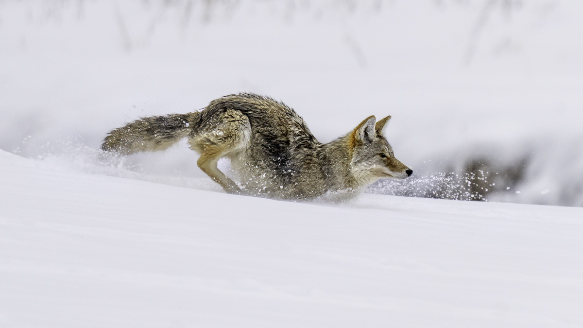 Coyote-01274-Edit.jpg