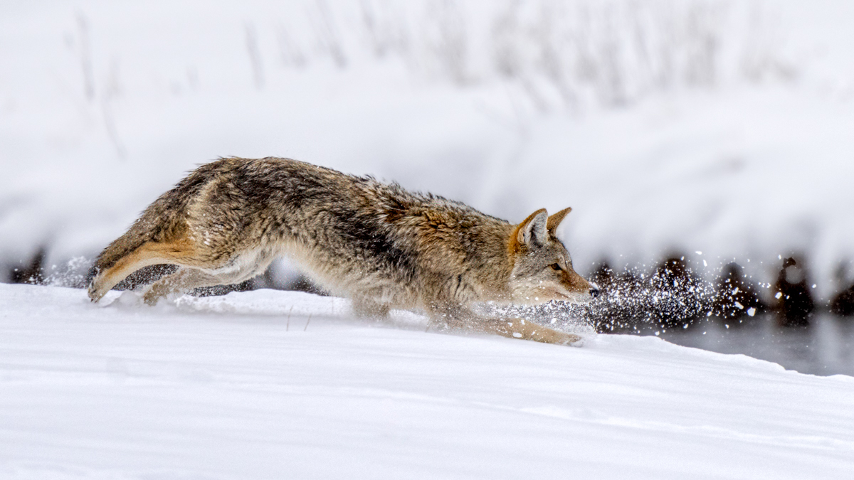 Coyote-01287-Edit.jpg