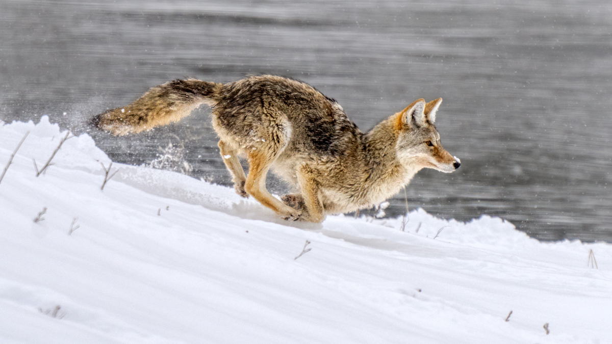 Coyote-01304-Edit.jpg
