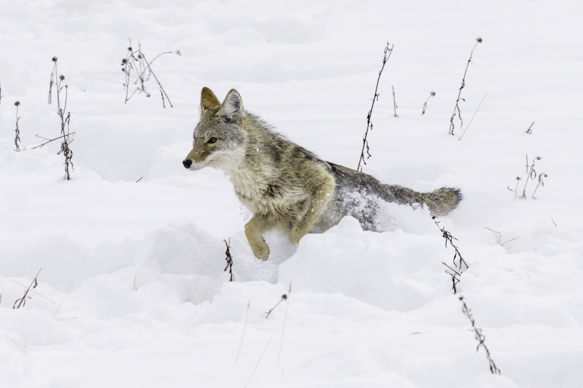 Coyote-01339-Edit.jpg