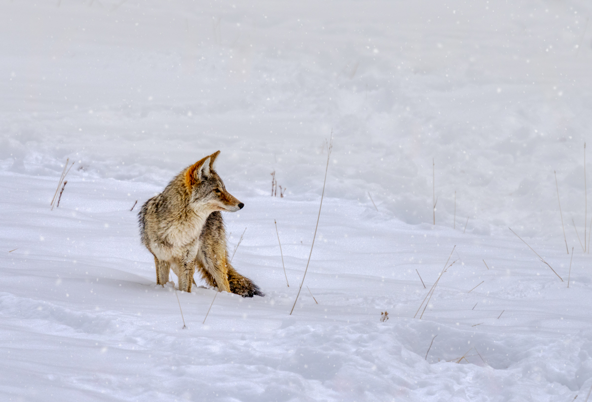 Coyote-01367-Edit.jpg