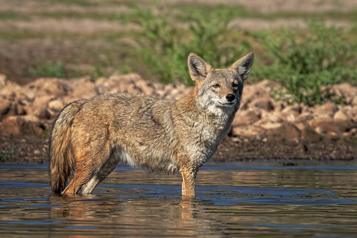 Coyote-7697-Edit.jpg